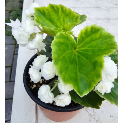 팝콘 베고니아로 삭막한 공간에 사랑스러움을 더하세요!