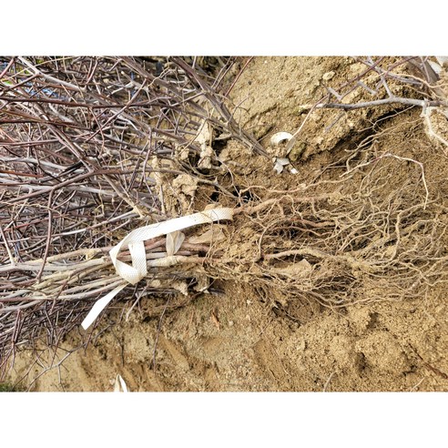 달콤한 결실을 기다리는 설렘, 사과대추나무 왕대추