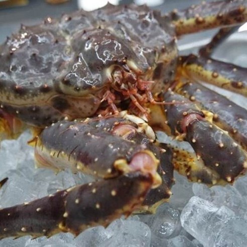 입에서 녹아드는 살아가는 활 킹크랩으로 최고의 맛과 가성비를 경험하세요.