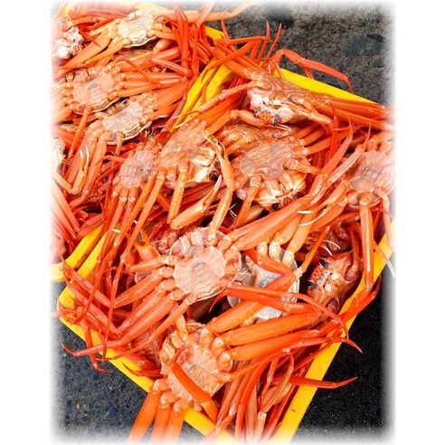 산지직송 붉은대게 홍게 3kg(9~12마리) 수율80%이상 박달 연지 3kg 영덕 구룡포 자숙 울진, 1개