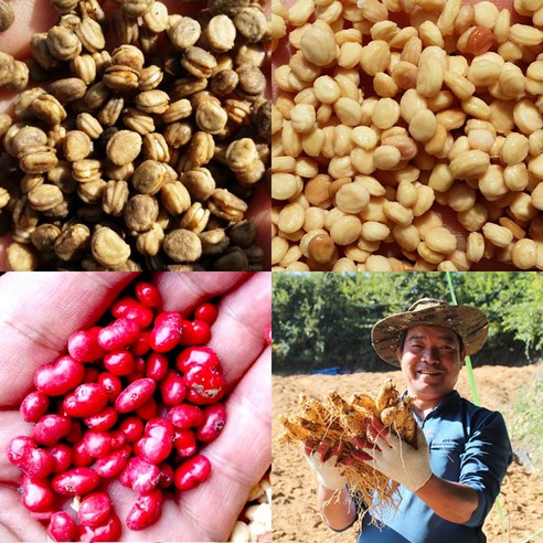 [개갑안된] 햇 인삼씨앗 농장에서직접 개갑하여 믿을수있는 씨앗 (500g 1kg 6kg), 500g, 1개