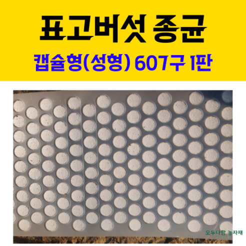 2025년, 풍요로운 표고의 기적을 당신의 정원에서 – 모두다팜 버섯종균으로 시작하는 특별한 버섯 재배 표고버섯종균