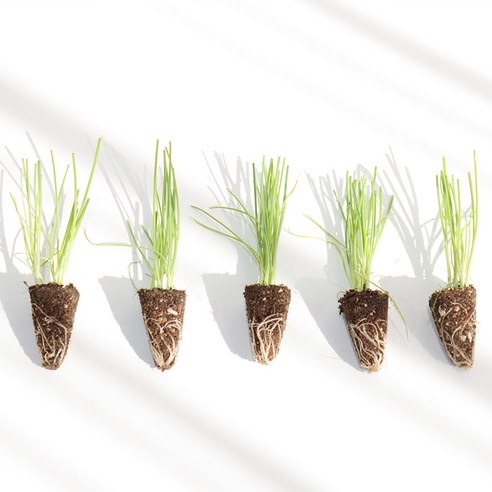 고품질 대파 모종을 이용한 간편한 정원 가꾸기