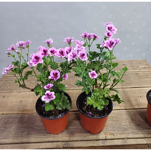 리갈제라늄으로 완성하는 싱그러운 일상