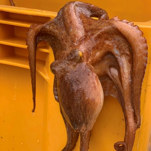 통영 자연산 돌문어, 갓 잡아 올린 신선함으로 미식 경험을 새롭게!