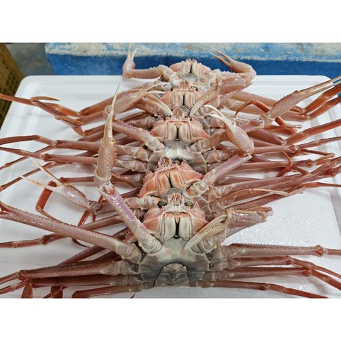 더나은수산) 부드럽고 달달하고 고소한 국산대게 마리당 (정치), 1)활 국산대게(마리당), 1개, 9cm이상
