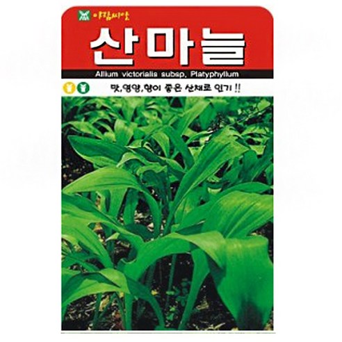 산마늘 씨앗 약초 씨 종자, 2개