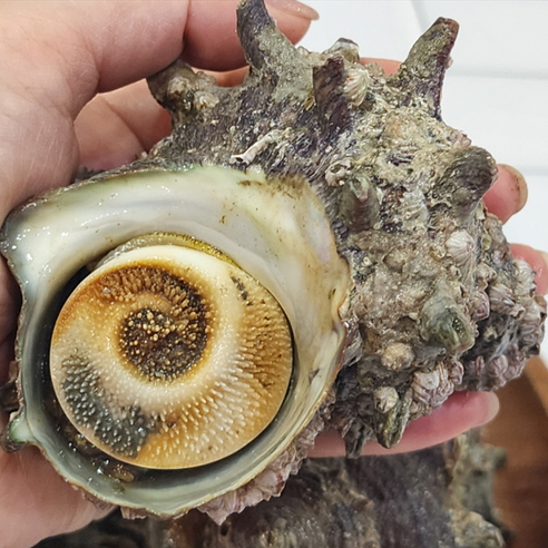 살아있는 자연산 생물 뿔소라 활뿔소라 횟감, 1박스, 1kg