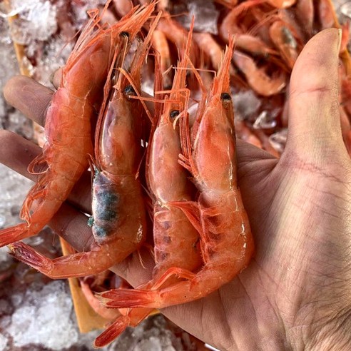 최고의 횟감과 요리에 신선한 바다의 맛을 선사하는 동해안 급냉 홍새우