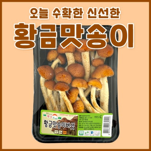 황금맛송이버섯 1kg (100g x 10팩), 10개