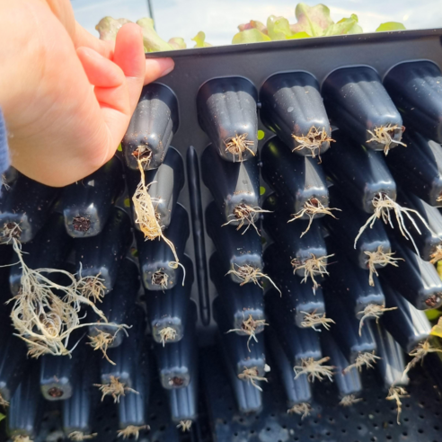 신선하고 바삭바삭한 꽃상추를 집에서 쉽게 재배하세요!