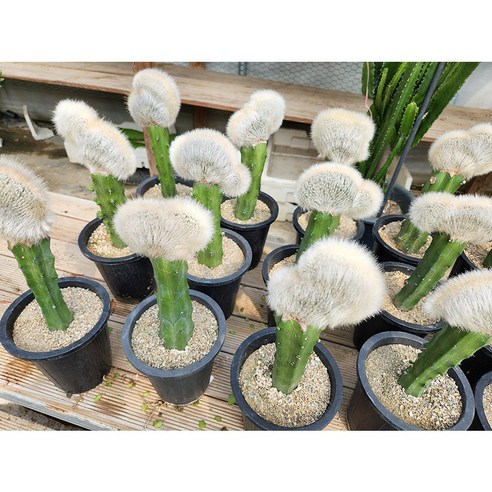 앙증맞은 밍크선인장으로 당신의 공간에 특별한 생기를!