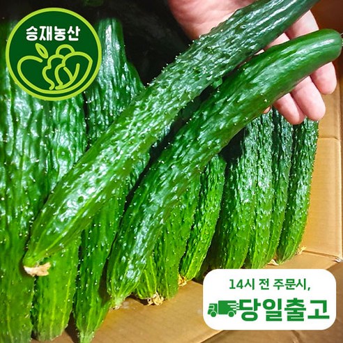 ( 승재농산 ) 국내산 가시오이 청오이 오이 못난이오이 상등급 3kg 10kg내외, 상등급10kg내외, 1개