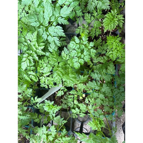 전호나물 모종으로 식탁에 싱그러운 봄을 더하세요.