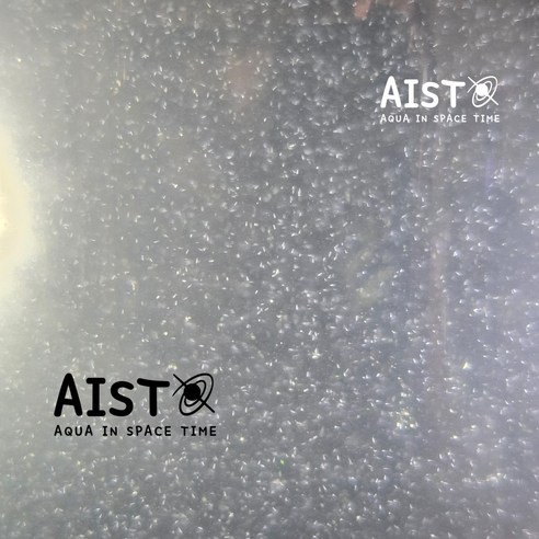 稚魚(치어) 키우기, 인푸조리아 배양액으로 건강하게!