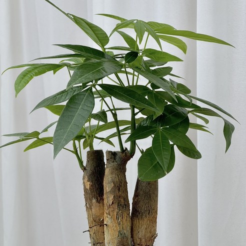 파키라 하나로 완성하는 싱그러운 플랜테리어