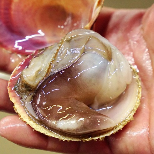 여수 손질새조개: 바다의 진미를 맛보세요