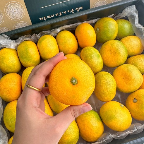 산지직송 고당도 프리미엄 제주 서귀포 하우스 감귤, 3kg 중과 (로얄과) 가정용, 1개