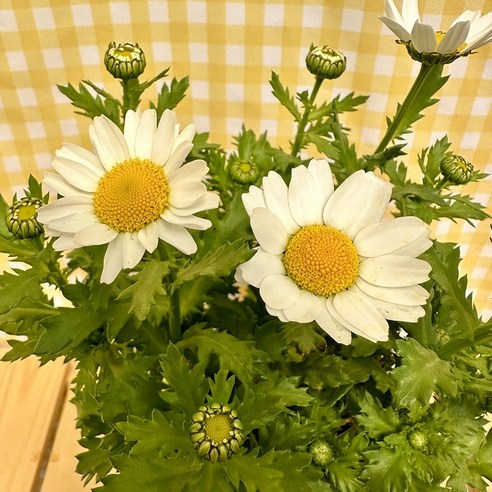 삭막한 공간에 생기를 불어넣는 마가렛 계란꽃!