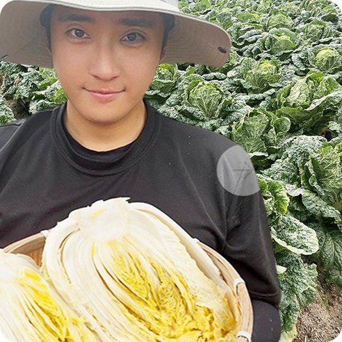 [배송일 선택가능] 산지직송 해남 절임배추 90일 재배 24시간 저염 절임배추, 11월 30일(목요일) 도착, 20kg