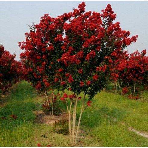 다이너마이트 배롱나무 묘목의 매력을 소개합니다 정원수