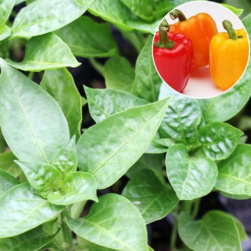 베란다 텃밭, 알록달록 파프리카로 식탁을 풍성하게! (초보 농부 도전기) 파프리카모종