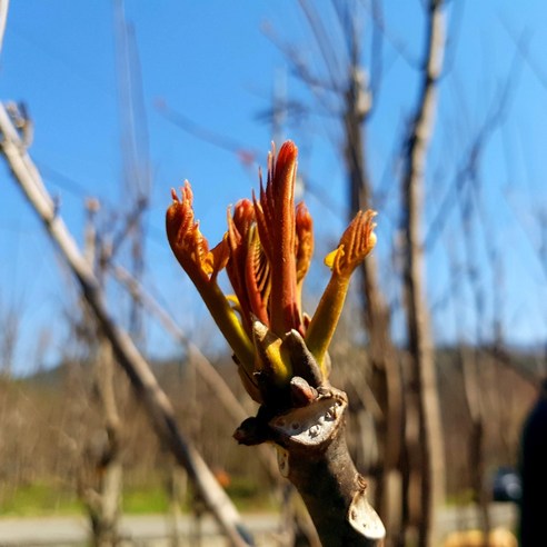 지리산 가죽나물: 봄의 신선함과 건강의 선물