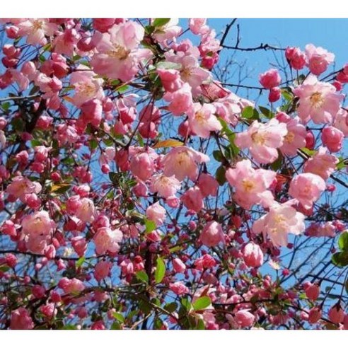 삭막한 일상에 행복을 더하는 서부해당화, 나만의 작은 정원을 만들어보세요!