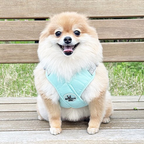 디아쿠아 강아지 고양이 겸용 편안한 X형 하네스+리드줄, 민트