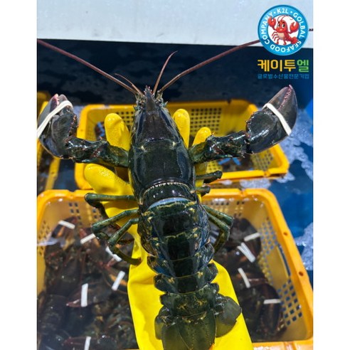 항공직송 활 랍스터 바닷가재 500g-3.5kg, 1개, 자숙(찜)랍스타 850g셀렉트