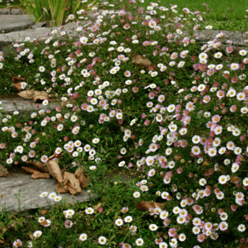 원평소국 [4포트 복남이네야생화 모종 에리게론 오색소국 erigeron], 1개