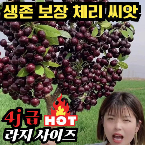 집에서 즐기는 달콤한 행복, 대왕 체리 묘목 키우기 도전! 체리묘목