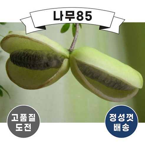 (나무85) 백화으름 포트, 2개