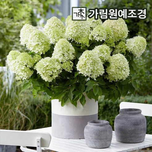 유럽목수국 목수국 수국 2024년 신품종 가림원예조경, 쁘띠스타 5치포트, 1개