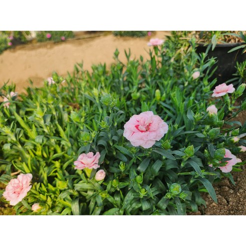 식탁 위의 작은 사치, 친환경 미니카네이션 식용꽃으로 특별한 하루를