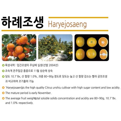 3년생 하례조생 감귤나무, 국내육성 신품종 제라몬 레몬 미니향 가정원예 농가과수용