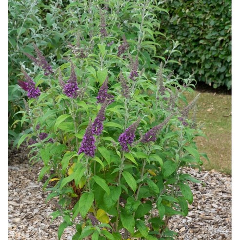 붓들레아 퍼플, 여름 정원을 물들이는 마법같은 다년초