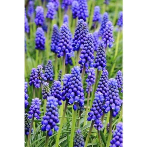 삭막한 일상에 작은 위로를, 무스카리 씨앗으로 나만의 정원을 가꿔보세요 무스카리