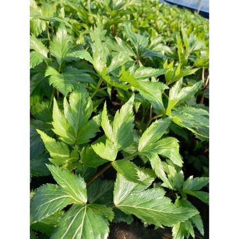 자연의 싱그러움, 식탁에 건강을 더하다