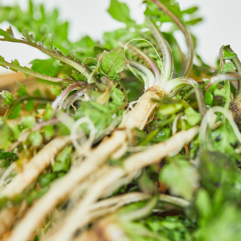 황토의 기운을 담은 무농약 세척 냉이로 봄 식탁을 풍요롭게!