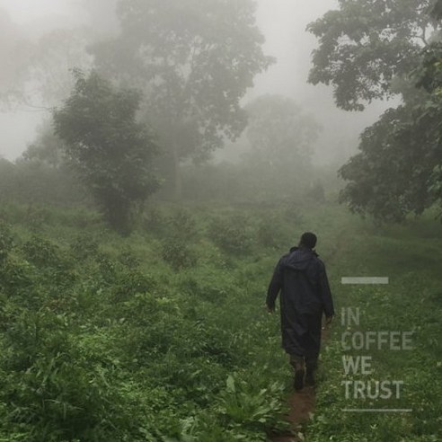 파나마 게이샤의 원종, 에티오피아의 희귀 보물