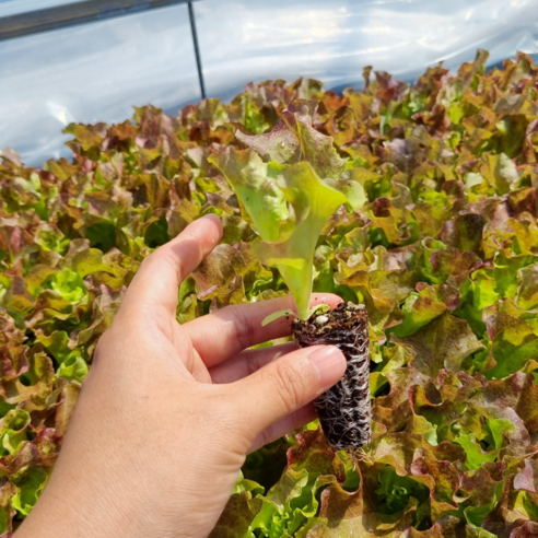 신선하고 바삭바삭한 꽃상추를 집에서 쉽게 재배하세요!