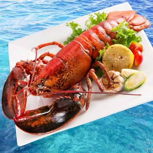 5+1] 캐나다 랍스타 바다가재 자숙 냉동 랍스터 450-550G 1마리 2마리 3마리 4마리 5마리 박스 바닷가재 1마리 무료,  03.자숙랍스타 3마리 - 가격 변동 추적 그래프 - 역대가