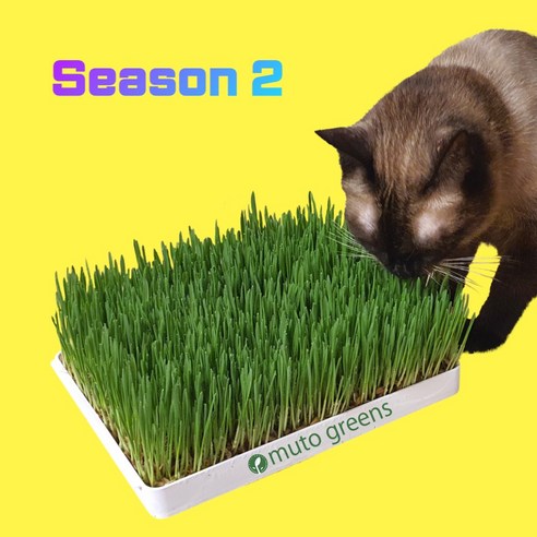[시즌2] 뮤토 점보 캣그라스 생화 (대용량) 고양이 풀 강아지 풀 도그그라스