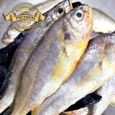 깊은 바다의 풍요, 군산 참조기로 식탁을 풍성하게! 참조기