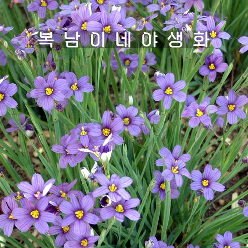 삭막한 일상에 싱그러움을 더하다, 큰등심붓꽃 모종 심어본 후기 등심붓꽃