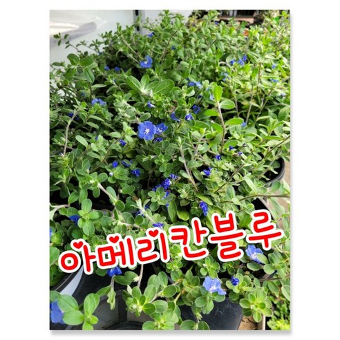 아메리칸블루 0014 특랜덤 공기정화식물/미세먼지/공기정화효과 공기정화식물, 1개