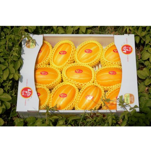 꿀 떨어지는 달콤함, 농협 공판장 직송 성주 참외