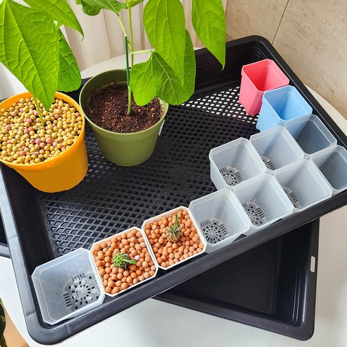 섬세한 손길로 녹색의 꿈을 키우는, 세경팜 저면관수 삽목상자 세트