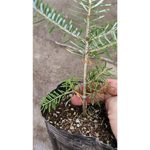 구상나무 한 그루로 삭막한 일상에 초록빛 힐링을 더하세요.